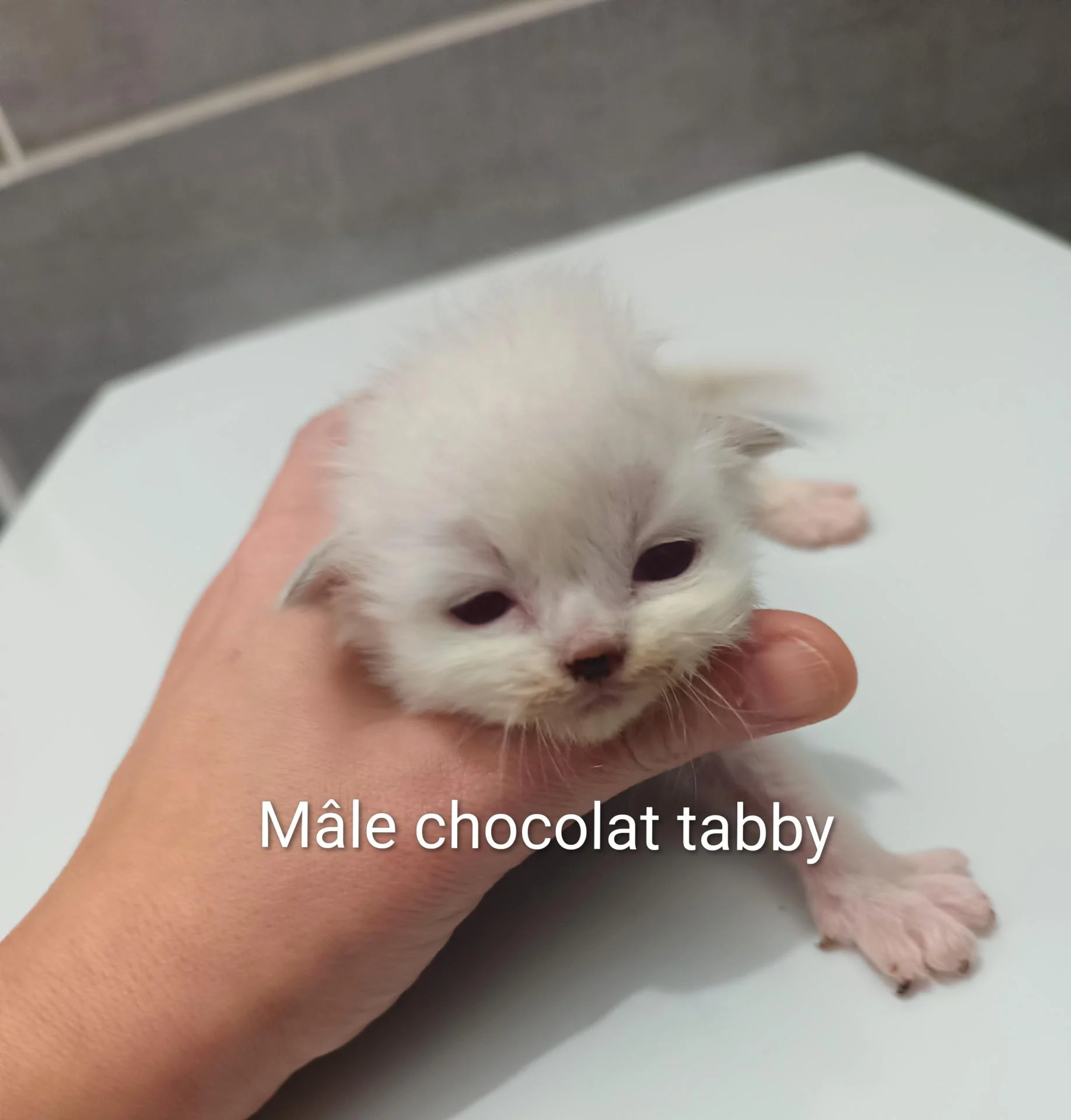 Img 20251210 143155 355 2