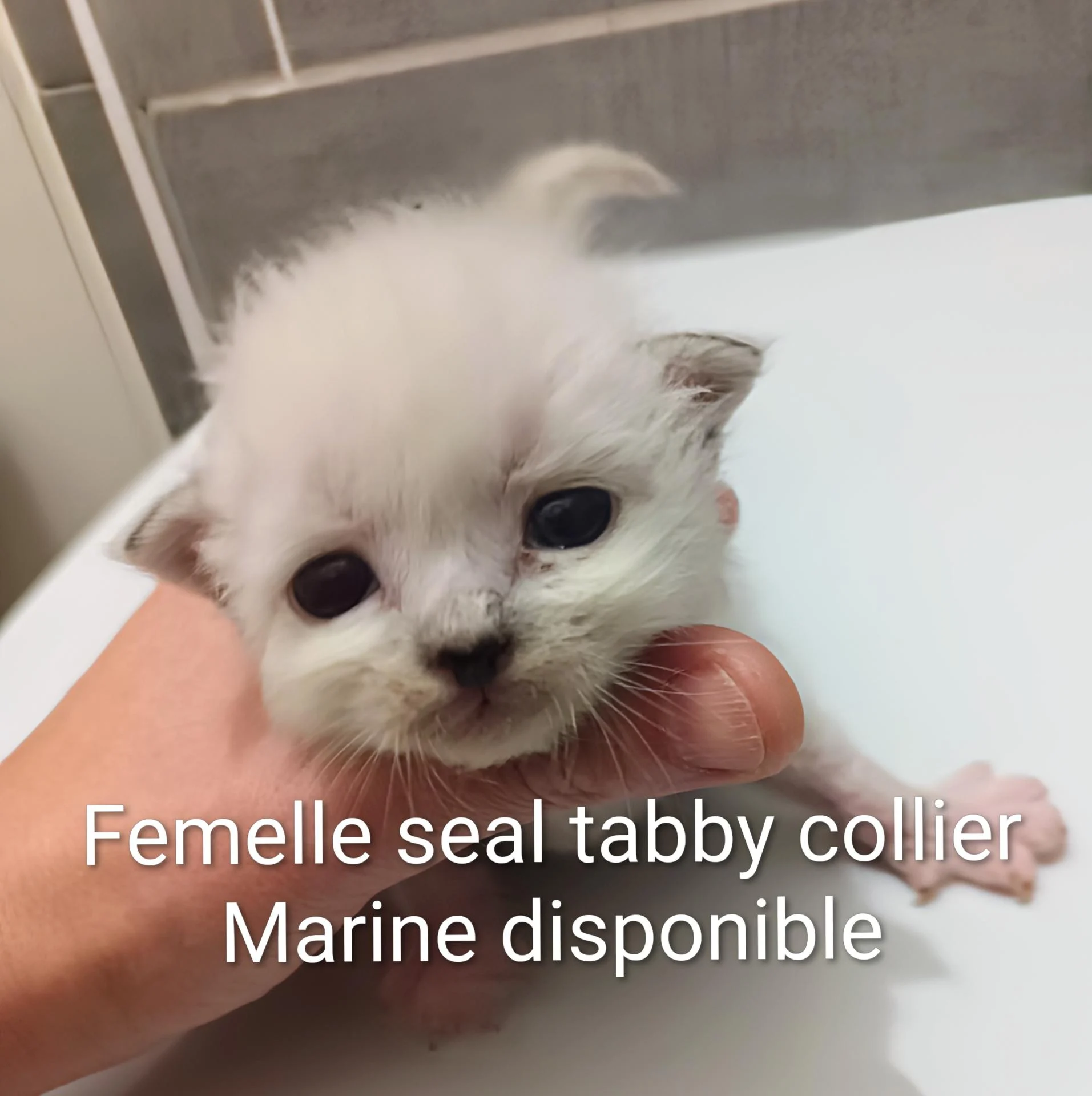 Img 20251210 175344 777 2