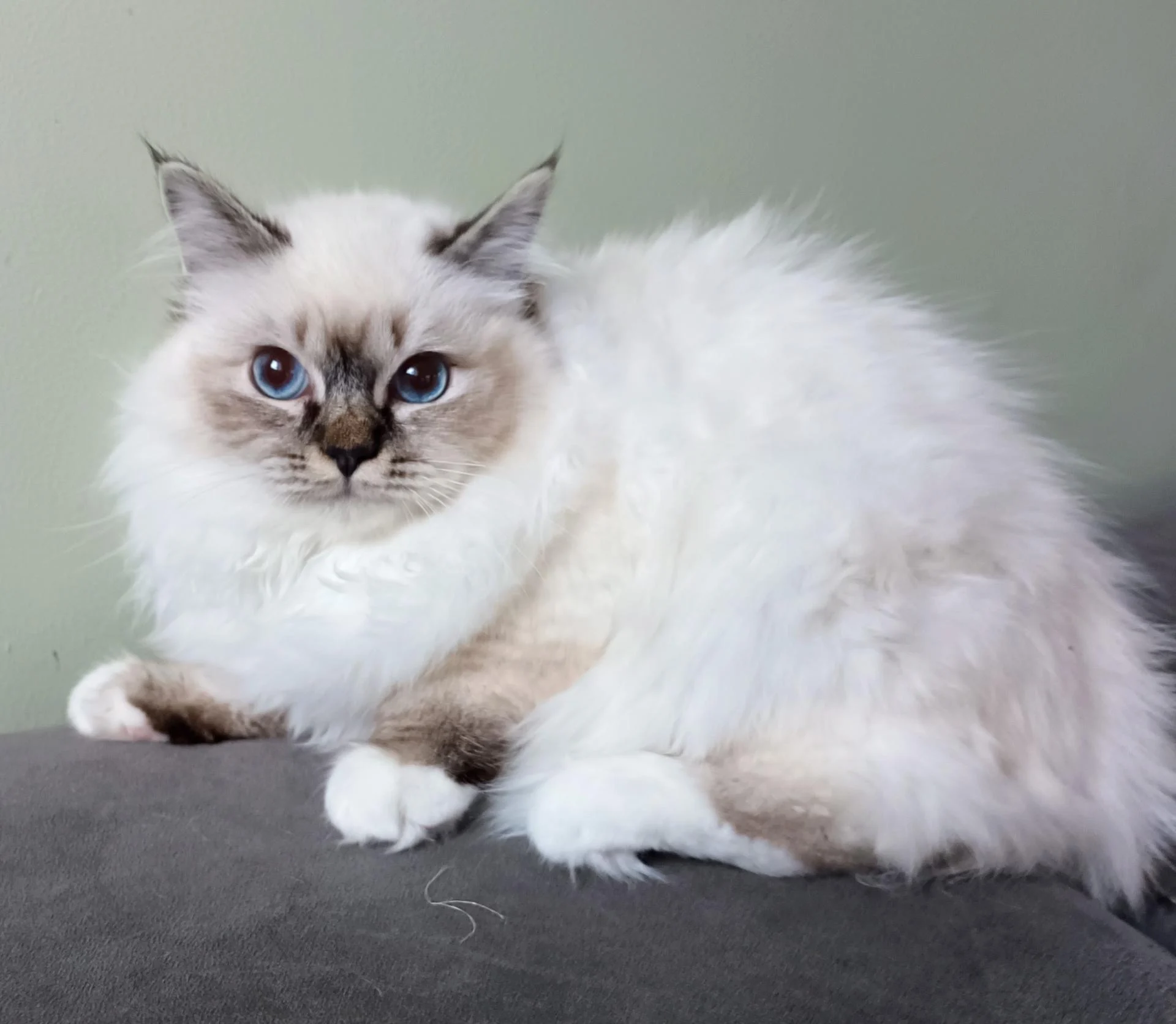 Img 20260206 171722 492 2